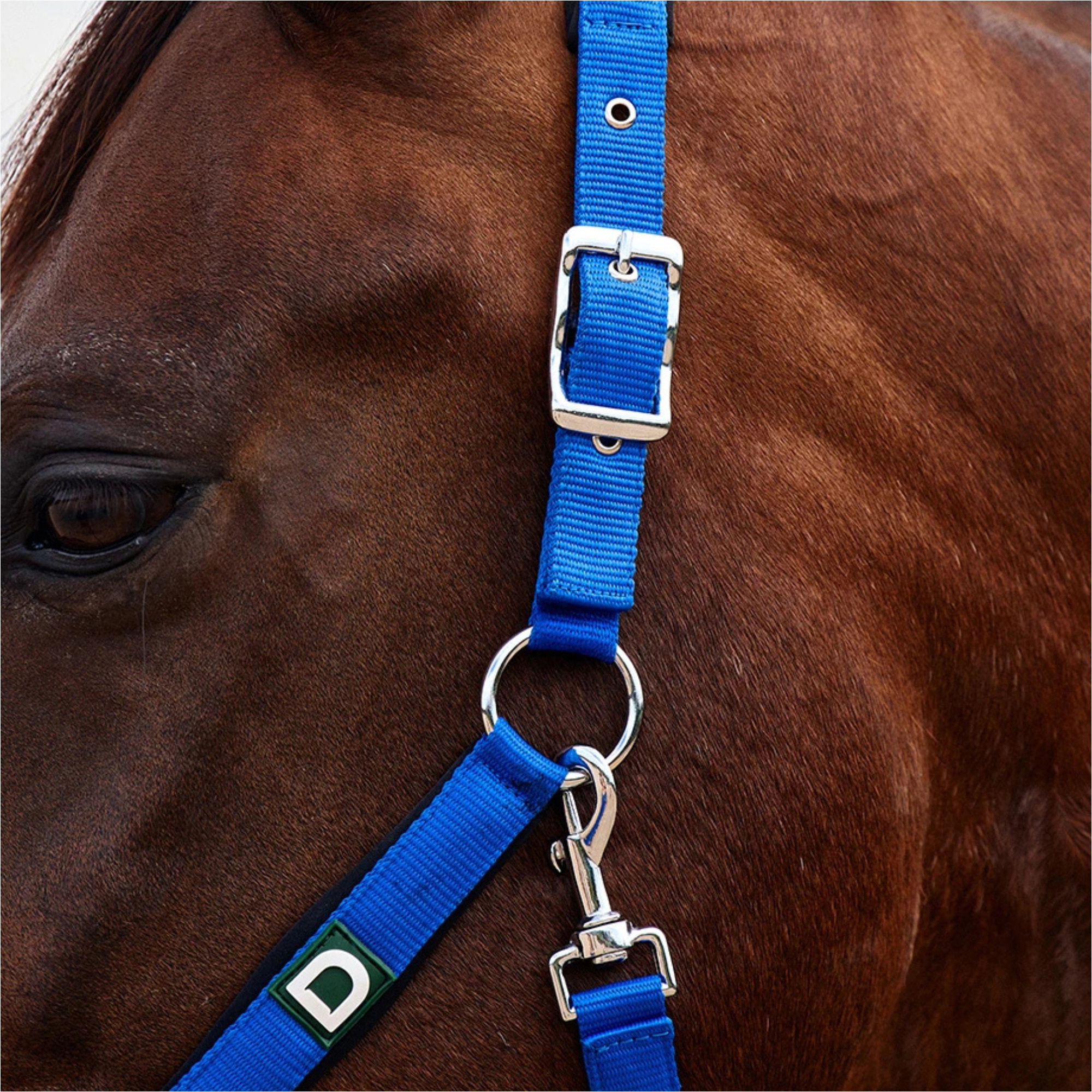 2026 Dublin Neo Comfort Headcollar 1031035 - Cobalt